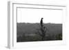 African Meerkat-Bob Langrish-Framed Photographic Print