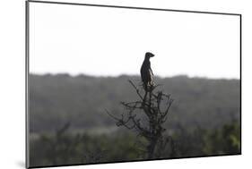 African Meerkat-Bob Langrish-Mounted Photographic Print