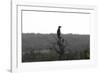 African Meerkat-Bob Langrish-Framed Photographic Print