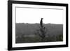 African Meerkat-Bob Langrish-Framed Photographic Print