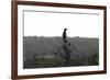 African Meerkat-Bob Langrish-Framed Photographic Print