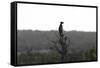 African Meerkat-Bob Langrish-Framed Stretched Canvas