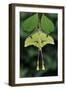 African moon moth (Argema mimosae) Western Serengeti, Tanzania Africa.-Robert Thompson-Framed Photographic Print