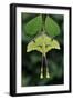 African moon moth (Argema mimosae) Western Serengeti, Tanzania Africa.-Robert Thompson-Framed Photographic Print