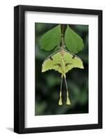 African moon moth (Argema mimosae) Western Serengeti, Tanzania Africa.-Robert Thompson-Framed Photographic Print
