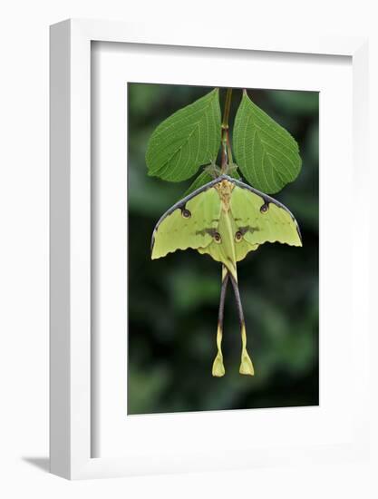 African moon moth (Argema mimosae) Western Serengeti, Tanzania Africa.-Robert Thompson-Framed Photographic Print