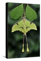 African moon moth (Argema mimosae) Western Serengeti, Tanzania Africa.-Robert Thompson-Stretched Canvas