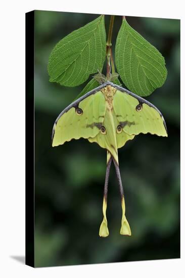 African moon moth (Argema mimosae) Western Serengeti, Tanzania Africa.-Robert Thompson-Stretched Canvas