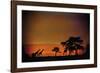 African Moonglow-Bobbie Goodrich-Framed Giclee Print