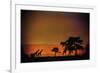 African Moonglow-Bobbie Goodrich-Framed Giclee Print