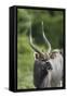 African Nyala 01-Bob Langrish-Framed Stretched Canvas