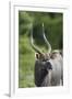 African Nyala 01-Bob Langrish-Framed Photographic Print