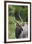 African Nyala 01-Bob Langrish-Framed Photographic Print