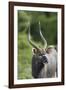 African Nyala 01-Bob Langrish-Framed Photographic Print