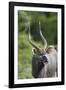 African Nyala 01-Bob Langrish-Framed Photographic Print