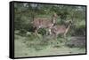 African Nyala 07-Bob Langrish-Framed Stretched Canvas