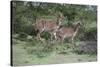 African Nyala 07-Bob Langrish-Stretched Canvas