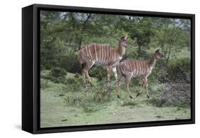 African Nyala 07-Bob Langrish-Framed Stretched Canvas