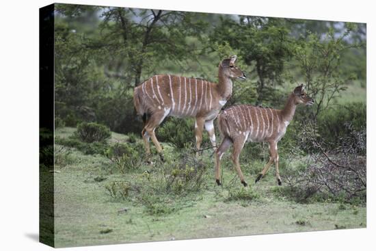 African Nyala 07-Bob Langrish-Stretched Canvas