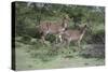 African Nyala 07-Bob Langrish-Stretched Canvas