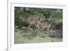 African Nyala 07-Bob Langrish-Framed Photographic Print