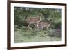 African Nyala 07-Bob Langrish-Framed Photographic Print