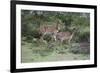 African Nyala 07-Bob Langrish-Framed Photographic Print