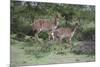 African Nyala 07-Bob Langrish-Mounted Photographic Print