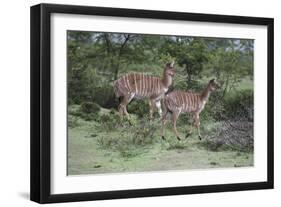 African Nyala 07-Bob Langrish-Framed Photographic Print