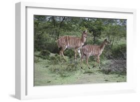 African Nyala 07-Bob Langrish-Framed Photographic Print