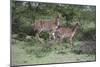 African Nyala 07-Bob Langrish-Mounted Photographic Print