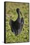 African open-billed stork (African openbill) (Anastomus lamelligerus), Selous Game Reserve, Tanzani-James Hager-Framed Stretched Canvas