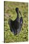 African open-billed stork (African openbill) (Anastomus lamelligerus), Selous Game Reserve, Tanzani-James Hager-Stretched Canvas