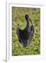 African open-billed stork (African openbill) (Anastomus lamelligerus), Selous Game Reserve, Tanzani-James Hager-Framed Photographic Print