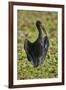 African open-billed stork (African openbill) (Anastomus lamelligerus), Selous Game Reserve, Tanzani-James Hager-Framed Photographic Print