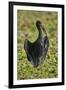 African open-billed stork (African openbill) (Anastomus lamelligerus), Selous Game Reserve, Tanzani-James Hager-Framed Photographic Print