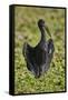 African open-billed stork (African openbill) (Anastomus lamelligerus), Selous Game Reserve, Tanzani-James Hager-Framed Stretched Canvas