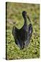 African open-billed stork (African openbill) (Anastomus lamelligerus), Selous Game Reserve, Tanzani-James Hager-Stretched Canvas