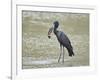 African open-billed stork (African openbill) (Anastomus lamelligerus) with a snail, Selous Game Res-James Hager-Framed Photographic Print