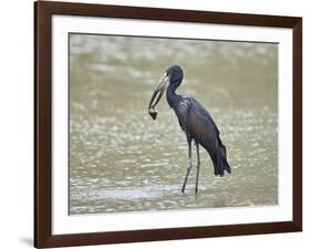 African open-billed stork (African openbill) (Anastomus lamelligerus) with a snail, Selous Game Res-James Hager-Framed Photographic Print