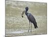 African open-billed stork (African openbill) (Anastomus lamelligerus) with a snail, Selous Game Res-James Hager-Mounted Photographic Print