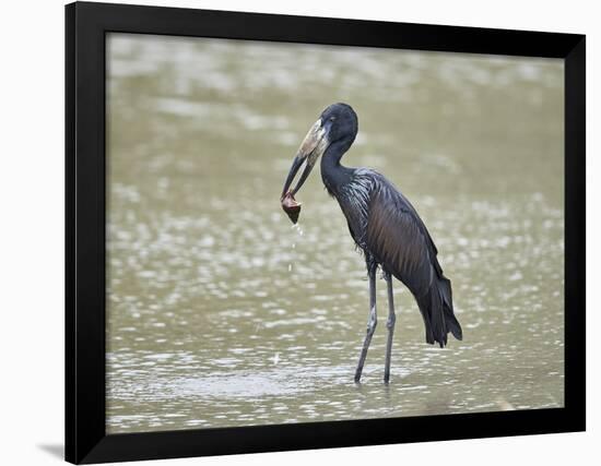 African open-billed stork (African openbill) (Anastomus lamelligerus) with a snail, Selous Game Res-James Hager-Framed Photographic Print