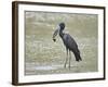 African open-billed stork (African openbill) (Anastomus lamelligerus) with a snail, Selous Game Res-James Hager-Framed Photographic Print