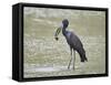 African open-billed stork (African openbill) (Anastomus lamelligerus) with a snail, Selous Game Res-James Hager-Framed Stretched Canvas