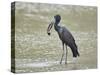 African open-billed stork (African openbill) (Anastomus lamelligerus) with a snail, Selous Game Res-James Hager-Stretched Canvas