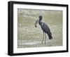 African open-billed stork (African openbill) (Anastomus lamelligerus) with a snail, Selous Game Res-James Hager-Framed Photographic Print