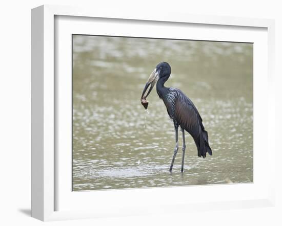 African open-billed stork (African openbill) (Anastomus lamelligerus) with a snail, Selous Game Res-James Hager-Framed Photographic Print