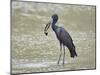 African open-billed stork (African openbill) (Anastomus lamelligerus) with a snail, Selous Game Res-James Hager-Mounted Photographic Print