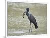 African open-billed stork (African openbill) (Anastomus lamelligerus) with a snail, Selous Game Res-James Hager-Framed Photographic Print