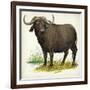 African or Cape Buffalo Syncerus Caffer-null-Framed Giclee Print